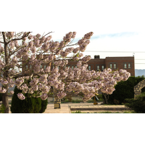 گالری دانشگاه